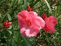 Oleander pink double 